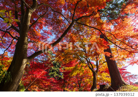 秋の岩手県平泉 紅葉の世界遺産中尊寺 秋の岩手県平泉 紅葉の世界遺産中尊寺 137039312