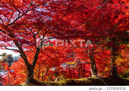 秋の岩手県平泉 紅葉の世界遺産中尊寺 秋の岩手県平泉 紅葉の世界遺産中尊寺 137039316