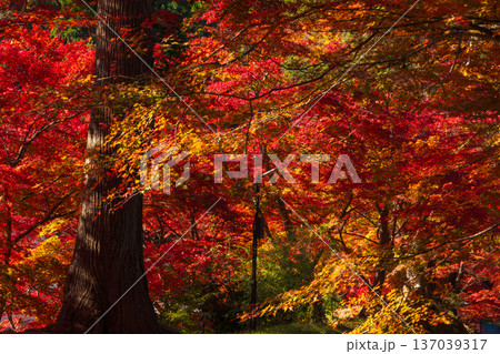 秋の岩手県平泉　紅葉の世界遺産中尊寺 137039317