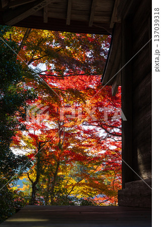 秋の岩手県平泉　紅葉の世界遺産中尊寺　峯薬師堂 137039318