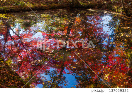 秋の岩手県平泉 紅葉の世界遺産中尊寺 秋の岩手県平泉 紅葉の世界遺産中尊寺 137039322