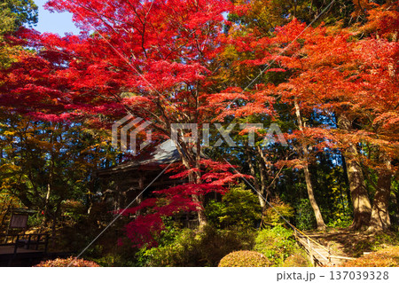 秋の岩手県平泉　紅葉の世界遺産中尊寺　峯薬師堂 137039328