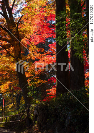 秋の岩手県平泉　紅葉の世界遺産中尊寺 137039329