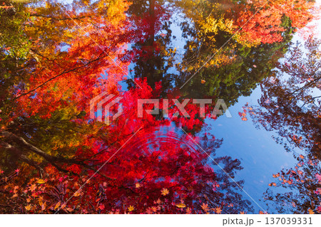 秋の岩手県平泉 紅葉の世界遺産中尊寺 秋の岩手県平泉 紅葉の世界遺産中尊寺 137039331
