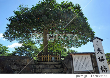 八重垣神社の夫婦椿 八重垣神社の夫婦椿 137039336