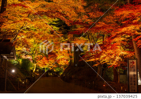 秋の岩手県平泉 世界遺産中尊寺 夜間ライトアップ「紅葉銀河」 参道 秋の岩手県平泉 世界遺産中尊寺 夜間ライトアップ「紅葉銀河」 参道 137039425