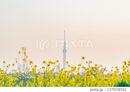 「東京都」菜の花と東京スカイツリー 137039562