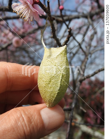 梅の枝に付いた「ウスタビガ」の繭（早春の状態） 137039600
