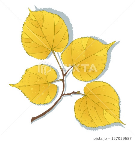 Yellow autumn lime-tree leaves branch on the transparent background. Flat and line style vector illustration. Yellow autumn lime-tree leaves branch on the transparent background. Flat and line style vector illustration. 137039687