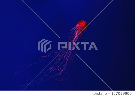 Shooting macro Chrysaora pacifica underwater 137039900
