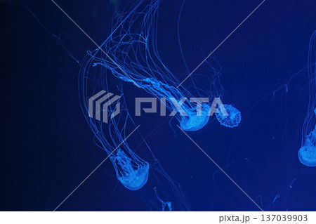 Macro shot of Chrysaora quinquecirrha underwater 137039903