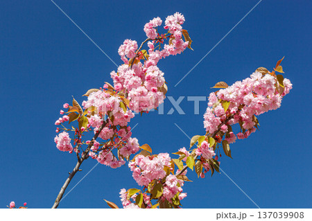 sakura blossom, sakura branches against the blue sky close-up 137039908