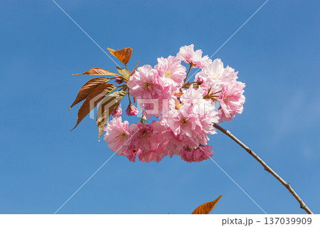 sakura blossom, sakura branches against the blue sky close-up 137039909