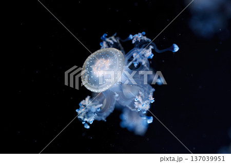 underwater shot of a beautiful Australian Spotted Jellyfish underwater shot of a beautiful Australian Spotted Jellyfish 137039951