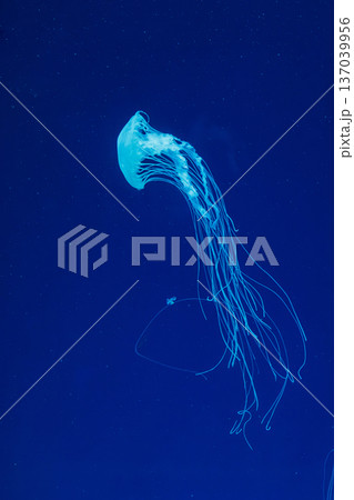 underwater shot of beautiful Chrysaora quinquecirha 137039956