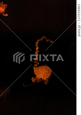 underwater photography of beautiful purple striped jellyfish Chrysaora colorata 137039961