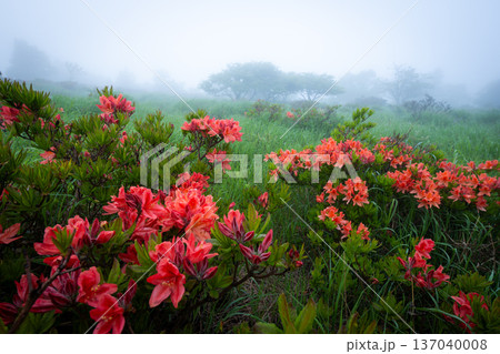 霧に包まれる美ヶ原高原のレンゲツツジ(長野県) 霧に包まれる美ヶ原高原のレンゲツツジ(長野県) 137040008
