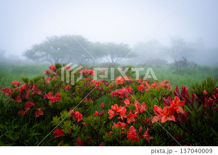 霧に包まれる美ヶ原高原のレンゲツツジ(長野県) 霧に包まれる美ヶ原高原のレンゲツツジ(長野県) 137040009