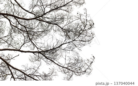Delicate dry pine tree branches isolated on white 137040044