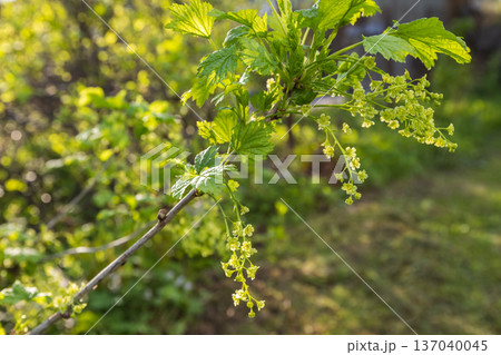 Branch with green leaves and clusters of yellow blossoms Branch with green leaves and clusters of yellow blossoms 137040045