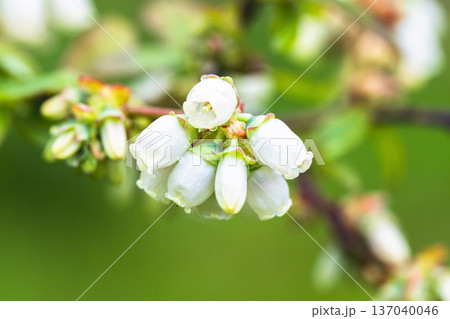 Close-up view of white blueberry blossoms Close-up view of white blueberry blossoms 137040046