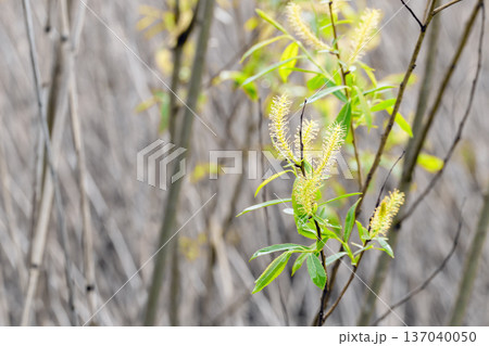 A delicate close-up of a leafy branch 137040050