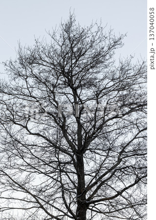 A bare winter tree silhouette rises against a pale sky 137040058