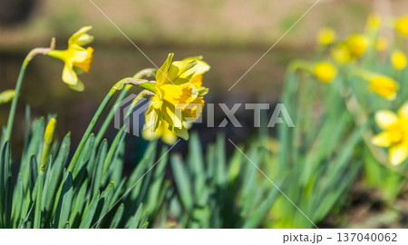 Yellow daffodil blooms captured in close up Yellow daffodil blooms captured in close up 137040062