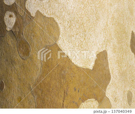 Platan, Platane, Platanus sycamore, plane trunk symbol. Texture made of Platan, Platane, sycamore, plane tree bark. Beautiful Platan tree trunk background. Conceptual image. Peaceful nature Typography 137040349