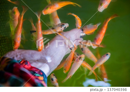 Kangal fish nibble on dead, keratinized skin on woman's foot. Natural pedicure. Kangal fish nibble on dead, keratinized skin on woman's foot. Natural pedicure. 137040398