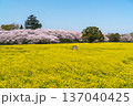 春の幸手権現堂公園　満開の桜と菜の花の自然風景【埼玉県・幸手市】 137040425