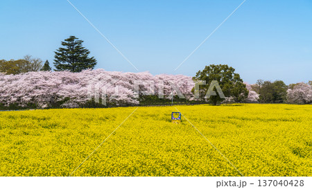 春の幸手権現堂公園のパノラマ風景【埼玉県・幸手市】 137040428