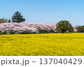 春の幸手権現堂公園　満開の桜と菜の花の自然風景【埼玉県・幸手市】 137040429