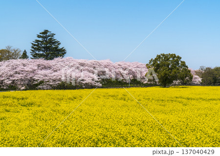 春の幸手権現堂公園 満開の桜と菜の花の自然風景【埼玉県・幸手市】 春の幸手権現堂公園 満開の桜と菜の花の自然風景【埼玉県・幸手市】 137040429