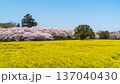 幸手権現堂公園の自然風景　青空に映える満開の桜と菜の花【埼玉県・幸手市】 137040430