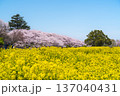 幸手桜まつり　権現堂公園の桜と菜の花の風景【埼玉県・幸手市】 137040431