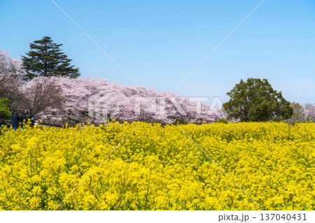 幸手桜まつり　権現堂公園の桜と菜の花の風景【埼玉県・幸手市】 137040431
