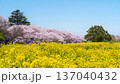 春の幸手権現堂公園　満開の桜と菜の花の自然風景【埼玉県・幸手市】 137040432