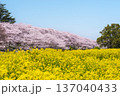 春の幸手権現堂公園　満開の桜と菜の花の自然風景【埼玉県・幸手市】 137040433