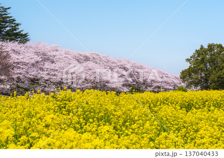 春の幸手権現堂公園 満開の桜と菜の花の自然風景【埼玉県・幸手市】 春の幸手権現堂公園 満開の桜と菜の花の自然風景【埼玉県・幸手市】 137040433