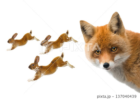 Red fox observes three running rabbits isolated on white background Red fox observes three running rabbits isolated on white background 137040439