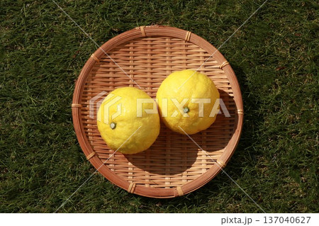 かごに入った黄色いみかん(はるか) かごに入った黄色いみかん(はるか) 137040627