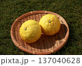かごに入った黄色いみかん(はるか) 137040628