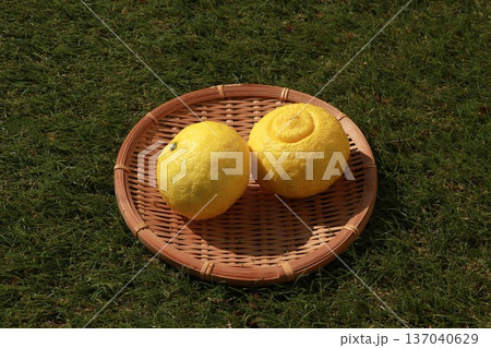 かごに入った黄色いみかん(はるか) かごに入った黄色いみかん(はるか) 137040629