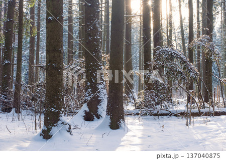 A scenic winter forest landscape in bright sunshine. Heavy snow covers the trees and branches, creating a frozen wild nature scene. A scenic winter forest landscape in bright sunshine. Heavy snow covers the trees and branches, creating a frozen wild nature scene. 137040875