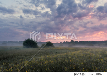 The first light of a summer dawn illuminates a vast, wild meadow. The sky is painted with colorful clouds in soft pastel hues, while the lush green grass below glows with morning dew, creating a scene The first light of a summer dawn illuminates a vast, wild meadow. The sky is painted with colorful clouds in soft pastel hues, while the lush green grass below glows with morning dew, creating a scene 137040876