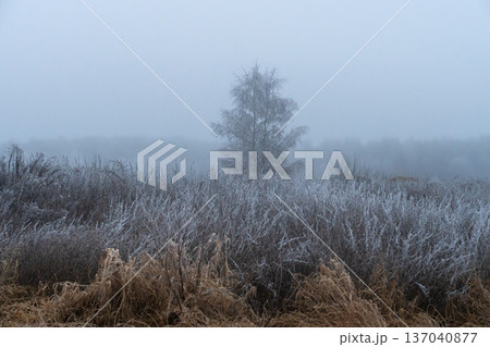 A calm, foggy landscape of a frosty meadow in late autumn. A solitary tree stands in the wild under a soft, cloudy sky. 137040877