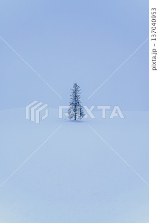 白銀の世界に浮かぶ孤高のクリスマスツリーの木 冬のミニマル風景 白銀の世界に浮かぶ孤高のクリスマスツリーの木 冬のミニマル風景 137040953