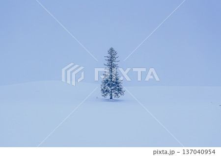 雪原に佇むクリスマスツリーの木と青い静寂の冬景色（コピースペース） 137040954