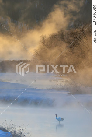 冬の湿原に立つタンチョウ 光と霧が織りなす情景 137040984